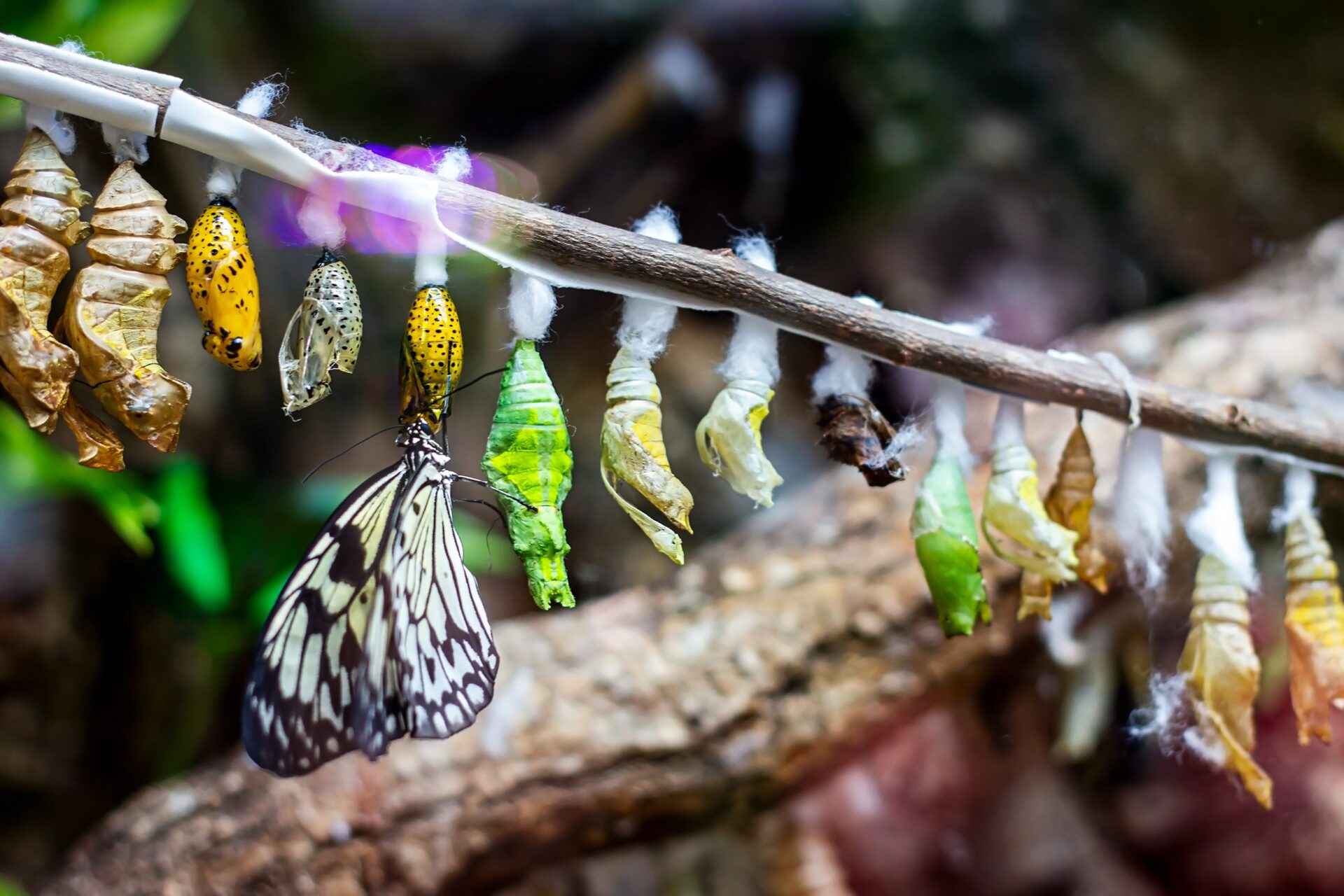 Butterfly,Chrysalis,Hanging,On,The,Tree,Branch.,Insect,Lifecycle,,Larva