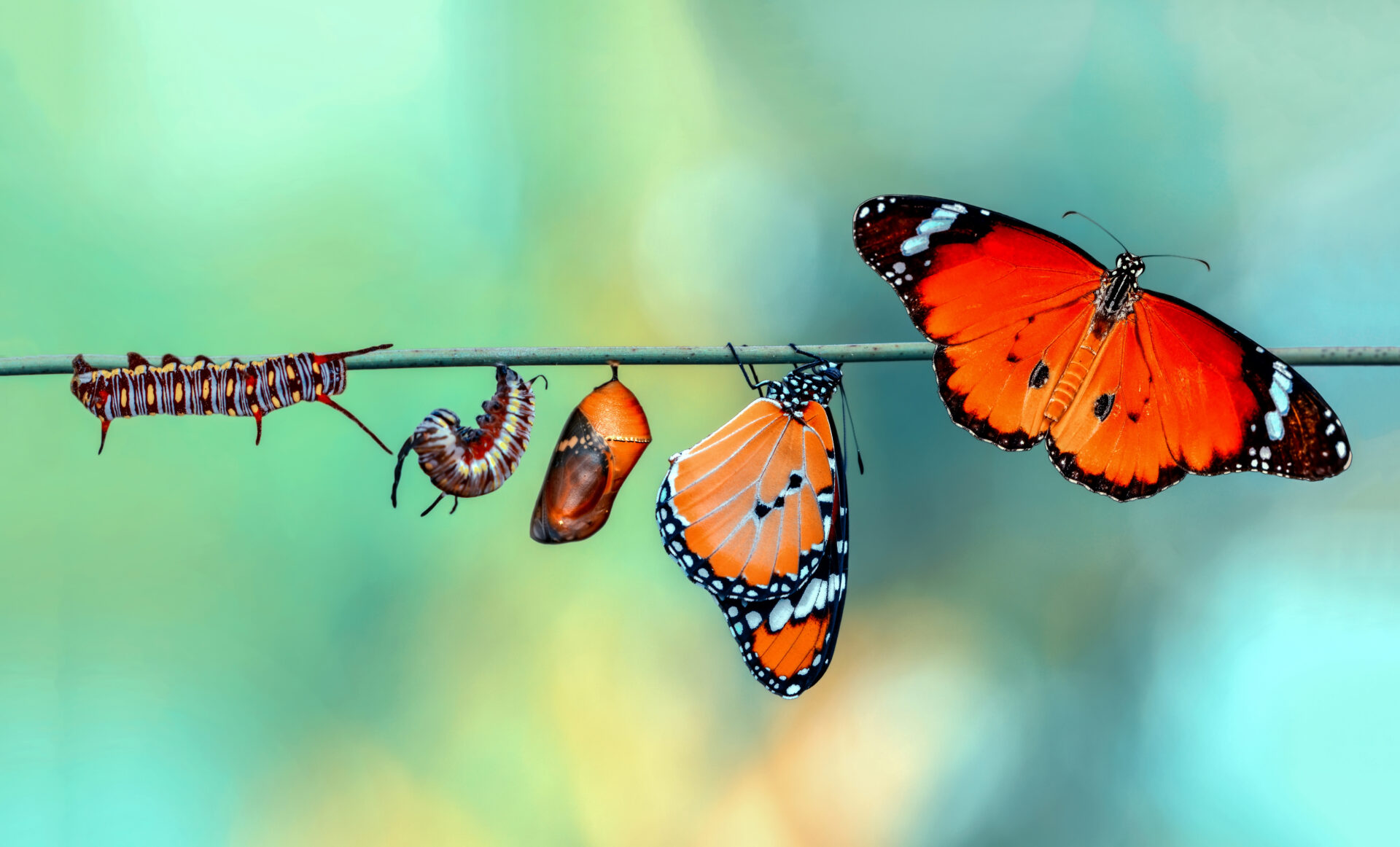 Amazing,Moment,,monarch,Butterfly,,Pupae,And,Cocoons,Are,Suspended.,Concept