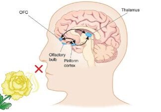 A diagram of the human head with an arrow pointing to it.